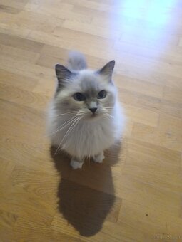 Ragdoll Katze - 2