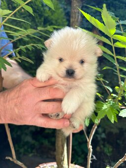 WhatsApp +4915510295604 Pomeranian Zwergspitz Hündin Welpe v - 2