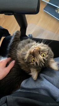 Katzen zu vergeben - 2