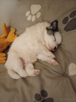 Kleinspitz welpe zu verkaufen - 2