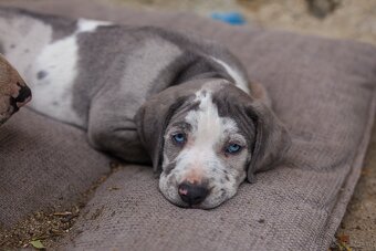 Louisian catahoula hund - 2