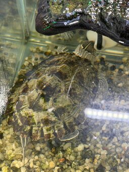 Höckerschildkröten (Graptemys) - 2