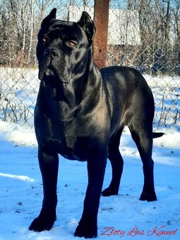 WhatsApp +4915510295604 Cane Corso schwarze Hündin verfügbar - 2