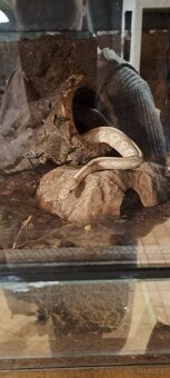 Terrarium inkl. viel Technik - 2