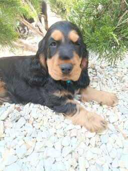 WhatsApp +4915510295604 English Cocker Spaniel Welpe verfügb - 2