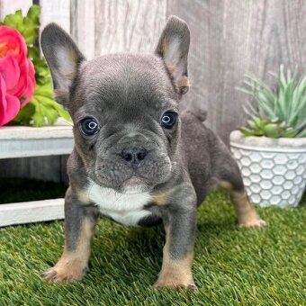 Französische Bulldoggenwelpen zur Adoption. - 2