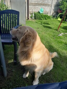 WhatsApp +4915510295604 Golden Retriever Welpe verfügbar - 2