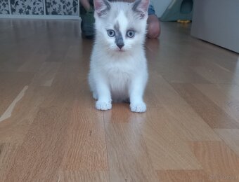 Bkh kitten - 2