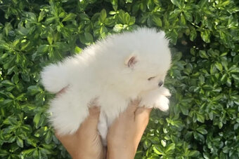 Pomeranian-Welpen abzugeben - 2