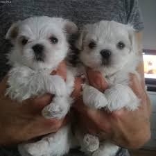 Malteser mini - 2