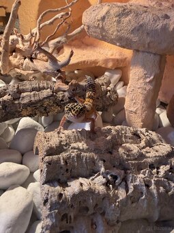 Leopardengeckos - 2