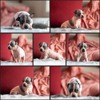 Welpen des Amerikanischen Nacktterriers - 2