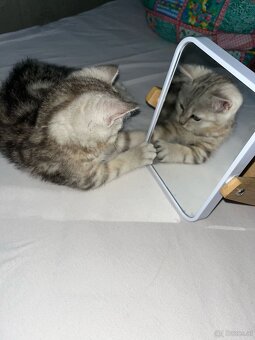 BKH Kitten Reinrassig Männlich - 2