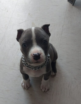 American Pit-Terrier-Welpen - 2