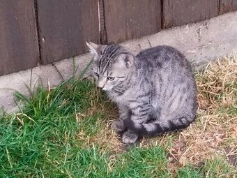 Junge Katze - 2