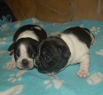 Französische bulldogge - 2