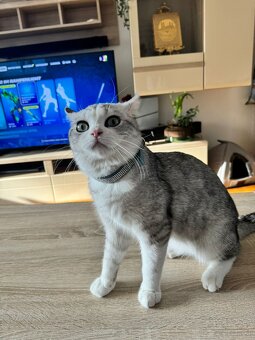 Britisch Kurzhaarkatze silver - 2