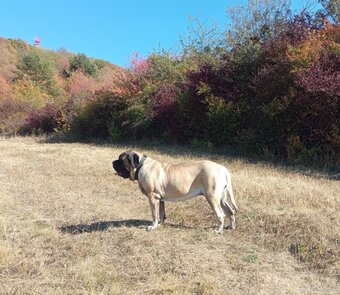 English mastiff - 2