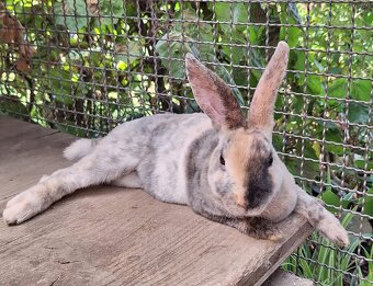 Mucki sucht tollen Lebensplatz - 2