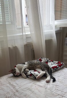 Kater - 2