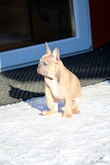 Französischen Bulldoggen Welpen mit Stammbaum - 2