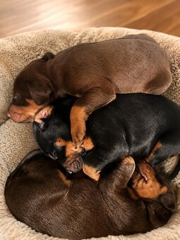 Europäische Dobermann-Welpen - 2