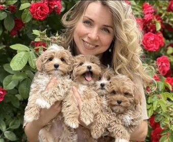 Maltipoo-Welpen - 2