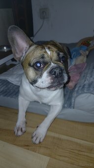 Französische Bulldogge - 2
