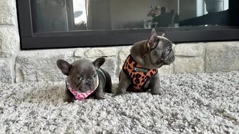 Französische Bulldoggenwelpen - 2