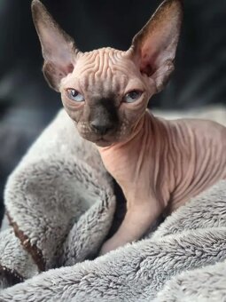 Bezauberndes Sphynx-Kätzchen - 2