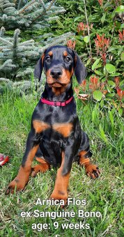 Doberman puppies with FCI pedigree - 2