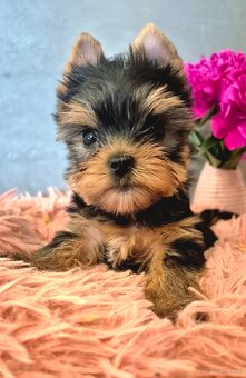 Yorkshire Terrier mit FCI - 2