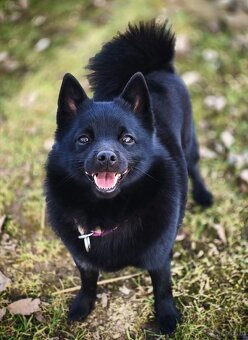 Schipperke - 2
