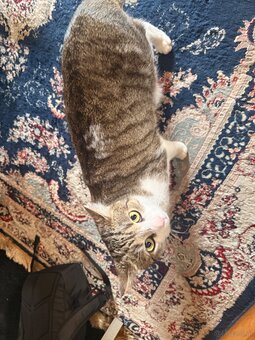 Gepflegter Kater zu verschenken - 2