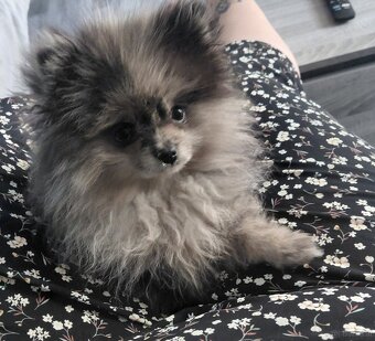 Pomeranian Zwergspitz - 2
