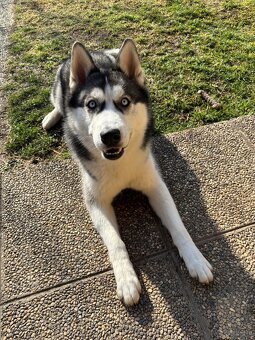 Sibirischer Husky Rüde zu vergeben - 2