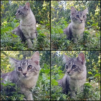 Maine Coon Kitten suchen Herzensplätze - 2