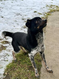 Mischling Rüde klein - 2