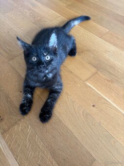 🐾 Aurelia sucht ihr Für-immer-Zuhause 🐾 - 2