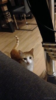 Kater - 2
