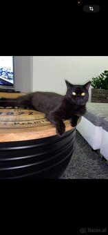 Britisch Kurzhaar Kater - 2