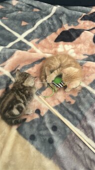 BKH Kittens Reinrassig - 2