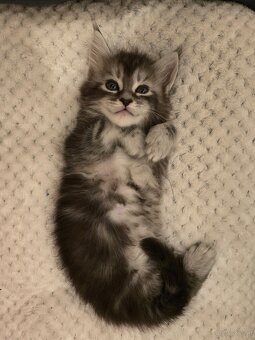 Wunderschöne Maine Coon Kitten zu vergeben - 2