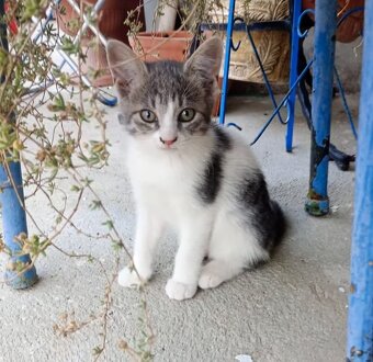 Babykatzen - 2