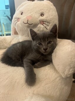 Britische Lang Haar Kater - 2