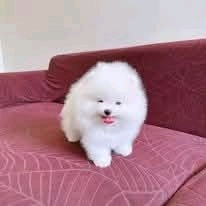 Pomeranian-Welpen suchen ein neues Zuhause - 2