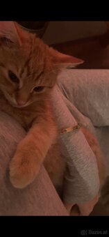 europäisch kurzhaar - 2