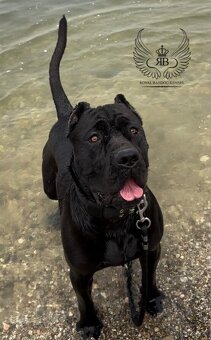 American Bandog / Bandog - 2