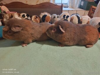 Cuy - Riesenmeerschweinchen - 2