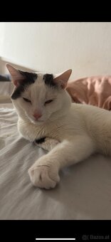 Hauskatze zum Abgeben - 2